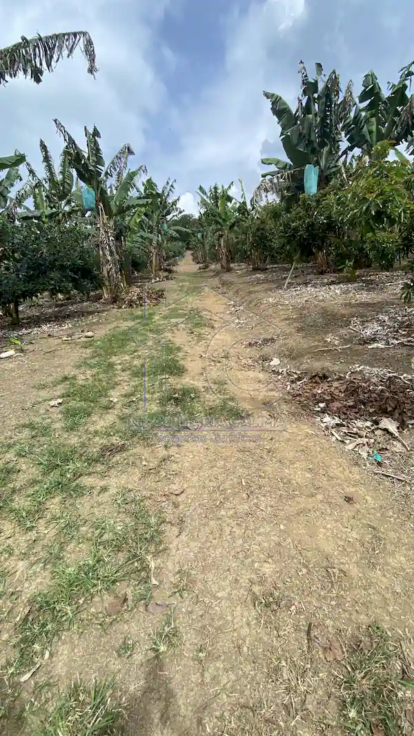 Finca La Esperanza